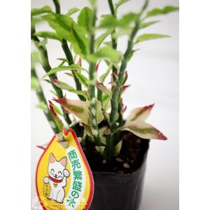 ミニ観葉植物 『 銀龍(ギンリュウ) 』 9c...の詳細画像2