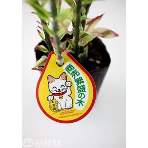 ミニ観葉植物 『 銀龍(ギンリュウ) 』 9c...の詳細画像3