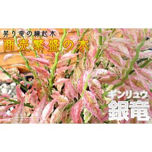 ミニ観葉植物 『 銀龍(ギンリュウ) 』 9c...の詳細画像4
