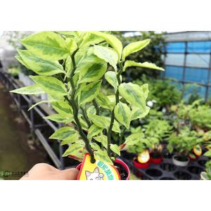 ミニ観葉植物 『 銀龍(ギンリュウ) 』 9c...の詳細画像5