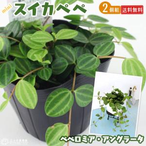 ミニ観葉 ペペロミア アングラータ 9cmポット苗 ミニ スイカペペ 2個セット 送料無料 G 142 2ps 花と緑の専門店 土っ子倶楽部 通販 Yahoo ショッピング