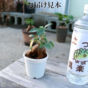 ガジュマル ( がじゅまる )ミニ観葉 7.5...の詳細画像1