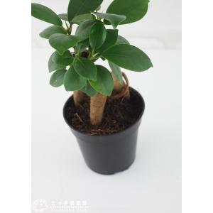 ガジュマル ( がじゅまる )ミニ観葉 7.5...の詳細画像3