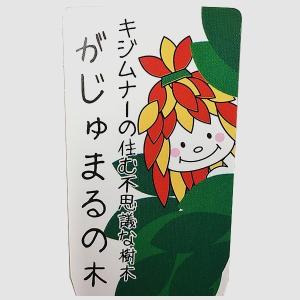ガジュマル ( がじゅまる )ミニ観葉 7.5...の詳細画像4