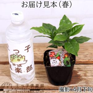 ミニ観葉植物 『 コーヒーの木 』 9cmポットの詳細画像1