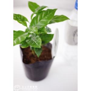 ミニ観葉植物 『 コーヒーの木 』 9cmポットの詳細画像3