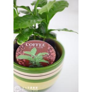 ミニ観葉植物 『 コーヒーの木 』 9cmポットの詳細画像4