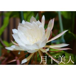 月下美人 1年生 9cmポット苗の詳細画像2