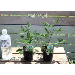 おじぎ草 ( オジギソウ ) 2個セット 9c...の詳細画像1