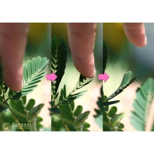 おじぎ草 ( オジギソウ ) 2個セット 9c...の詳細画像2