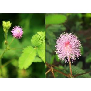 おじぎ草 ( オジギソウ ) 2個セット 9c...の詳細画像3