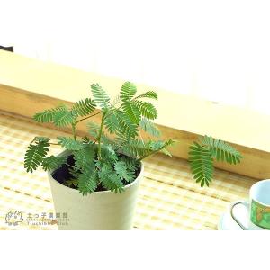 おじぎ草 ( オジギソウ ) 2個セット 9c...の詳細画像5