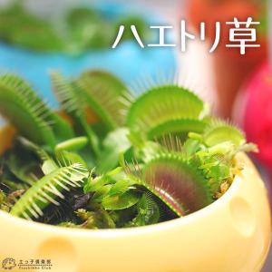 観葉植物 SOUJU（創樹）ブランド：オリーブの木*4号 セントキャサリン