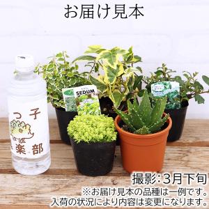 ミニ観葉 『 おまかせ 5品種セット 』 9c...の詳細画像1