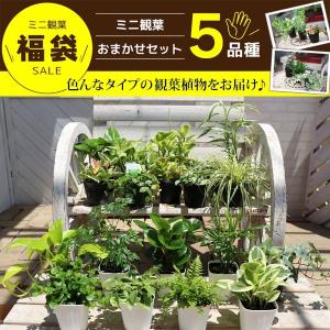 ミニ観葉 『 おまかせ 5品種セット 』 9c...の詳細画像2