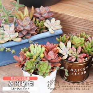 サボテン:フェロカクタス 赤鳳ピロサス*幅11cm 現品!一品 サボテン:フェロカクタス 赤鳳ピロサス*幅11cm 現品!一品