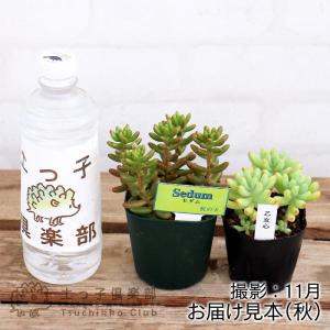 ミニ多肉! 『 おまかせ 3品種セット 』 7...の詳細画像1