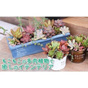 ミニ多肉! 『 おまかせ 3品種セット 』 7...の詳細画像2