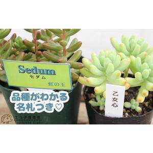 ミニ多肉! 『 おまかせ 3品種セット 』 7...の詳細画像5