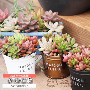 多肉植物　強い子セット⑩ お値下げ♪ 楽天市場】多肉植物クラッスラ セット7種 多肉植物のセット 紅葉 種類