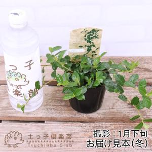 ミニ観葉 『 フィカス シャングリラ 』( つ...の詳細画像1