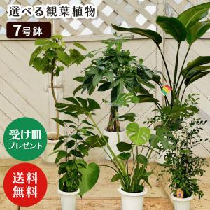 【選べる7品種】 観葉植物7号鉢 (鉢カバーなし) (受け皿プレゼント)フィカス ウンベラータ / パキラ / ゲッキツ / シナモン / モンステラ / エバーフレッシュ