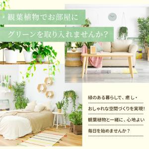 【選べる7品種】 観葉植物7号鉢 (鉢カバーな...の詳細画像1