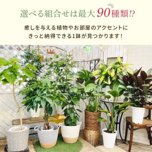 【選べる7品種】 観葉植物7号鉢 (鉢カバーな...の詳細画像2