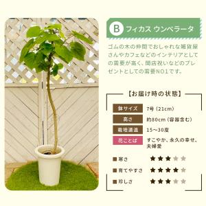 【選べる7品種】 観葉植物7号鉢 (鉢カバーな...の詳細画像3