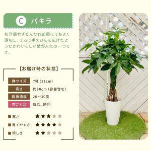 【選べる7品種】 観葉植物7号鉢 (鉢カバーな...の詳細画像4