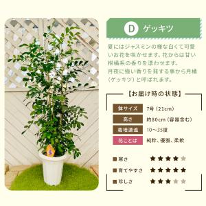 【選べる7品種】 観葉植物7号鉢 (鉢カバーな...の詳細画像5