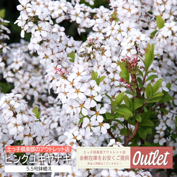 アウトレット ピンク雪柳 ピンクユキヤナギ 5.5号鉢植え