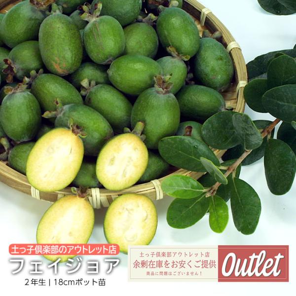 アウトレット フェイジョア２年生 18cmポット苗