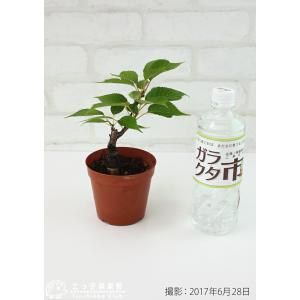 アウトレット 一才桜 旭山 あさひやま サクラ盆栽の詳細画像1