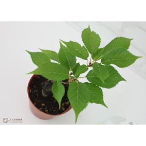 アウトレット 一才桜 旭山 あさひやま サクラ盆栽の詳細画像2