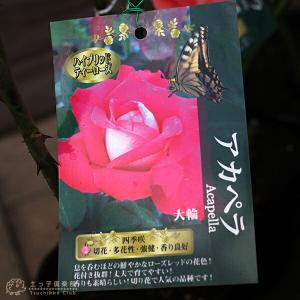 アウトレット バラ 2年生 12cmポット苗(...の詳細画像2