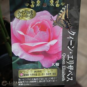 アウトレット バラ 2年生 12cmポット苗(...の詳細画像4