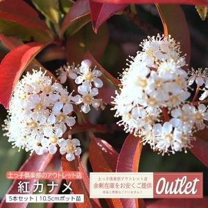 アウトレット 紅カナメ レッドロビン 10.5c...の商品画像