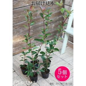 アウトレット 紅カナメ レッドロビン 10.5...の詳細画像1