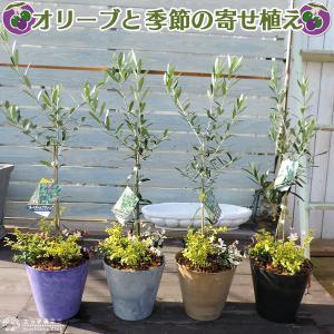 オリーブと季節の寄せ植え （ アートストーン22cm鉢植え