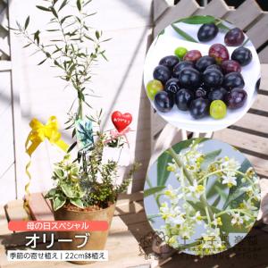 売り尽くし特価　カンガルーポー　アゴニザントス　オージープランツ　5号４鉢セット 日本花キ流通 予約販売 カンガルーポー ダイヤモンド アニゴザントス 5
