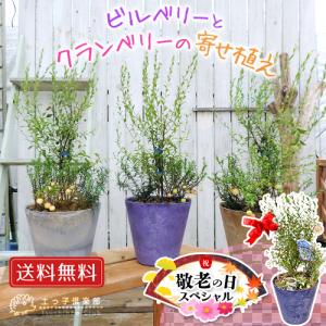 【 敬老の日 】ビルベリーとクランベリーの寄せ植え（送料無料、フクロウピック付き） 敬老の日 【 Yahooショッピング 限定 肥料付 】ギフト 贈り物 送料無料