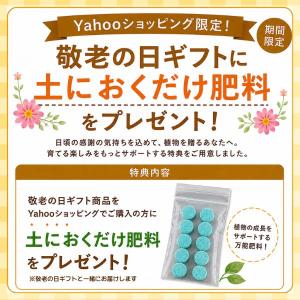 【 敬老の日 】ビルベリーとクランベリーの寄せ...の詳細画像3