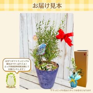【 敬老の日 】ビルベリーとクランベリーの寄せ...の詳細画像1