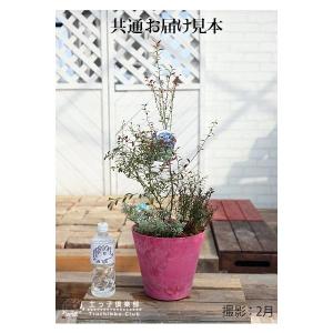 ビルベリーとクランベリーの寄せ植え ( アート...の詳細画像2