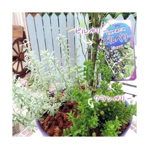 ビルベリーとクランベリーの寄せ植え ( アート...の詳細画像3
