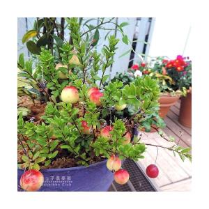 ビルベリーとクランベリーの寄せ植え ( アート...の詳細画像5