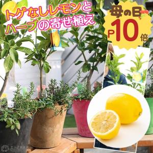 母の日 トゲなし レモン と ハーブ の 寄せ植え アートストーン 22cm鉢植え【 選べる鉢色 】ギフト 母の日ギフト 2026 ハーブ 収穫 送料無料 土っ子倶楽部