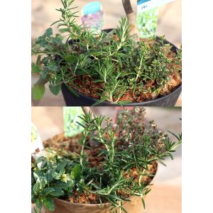 トゲなしレモンとハーブの寄せ植え ( アートス...の詳細画像2