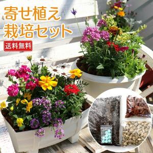 クリスマスローズ ダブル 7種類セット 送料無料！杉山交配レアな
